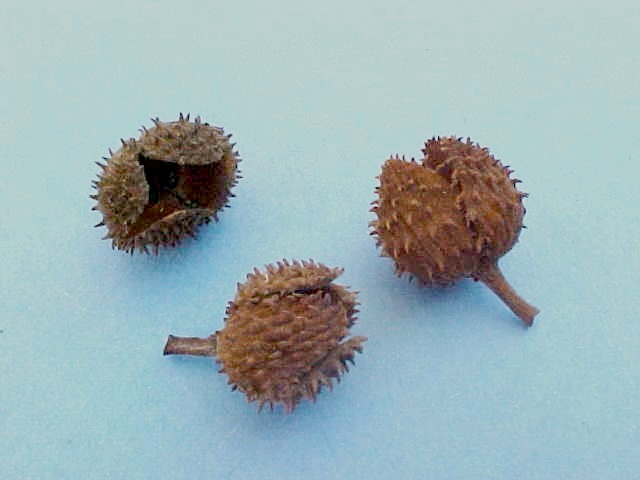 American Beech husks