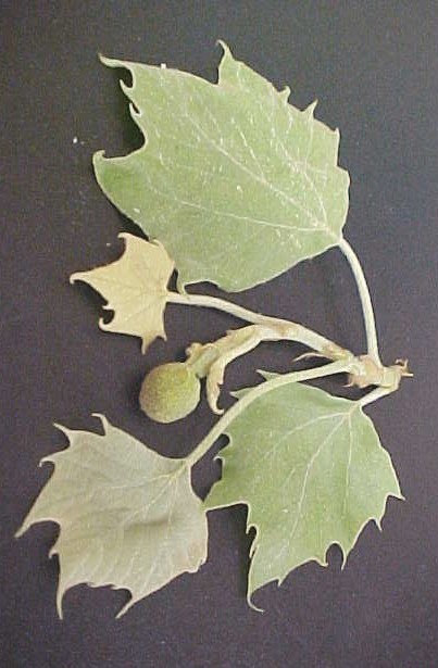 Eastern Sycamore male flower cluster