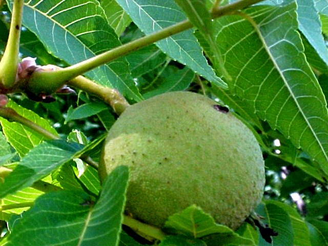 Black Walnut young fruit