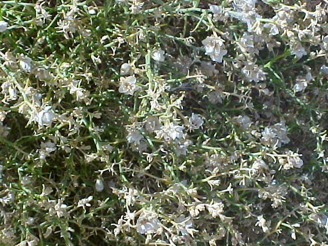 Burrobrush flowers