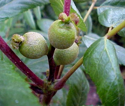 California Black Walnut immature fruit