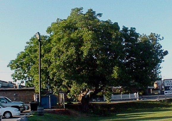 01_English Walnut tree