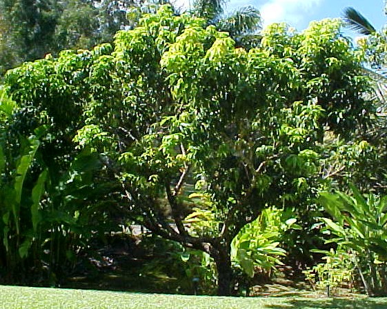 01_Mango tree