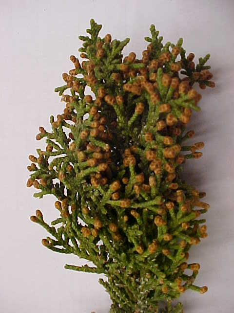 Oneseed Juniper male twig