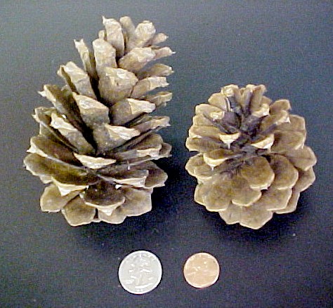 Ponderosa Pine cones