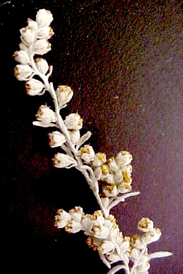 Prairie Sagebrush flowers