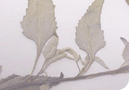 Ambrosia_deltoidea_leaves