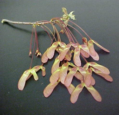 Red Maple seeds