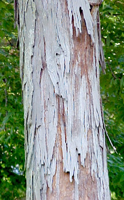 Shagbark Hickory bark