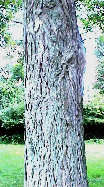 Shellbark Hickory bark