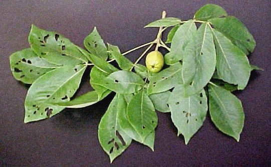 Shellbark Hickory fruiting twig