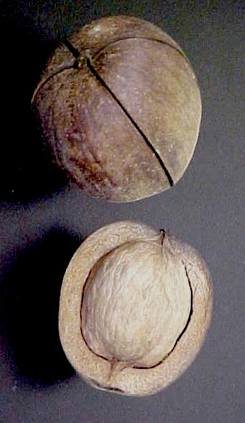 Shellbark Hickory nuts