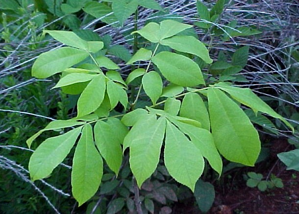 Shellbark Hickory young sapling