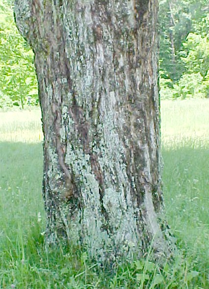 Sugar Maple trunk