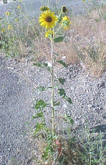 Sunflower single plant