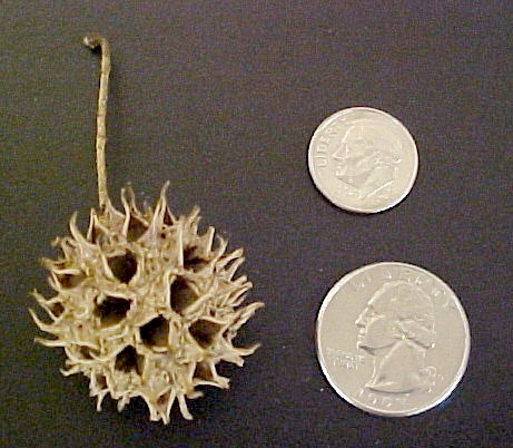 Sweet Gum ripe fruit