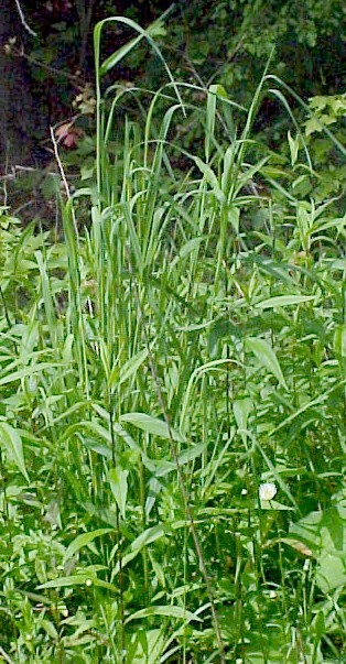 timothy grass