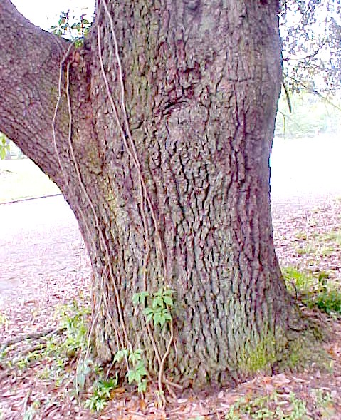 Virginia Live Oak trunk