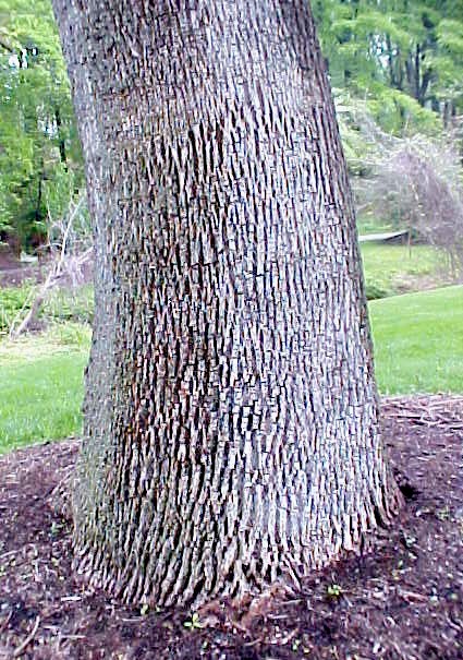 White Ash trunk