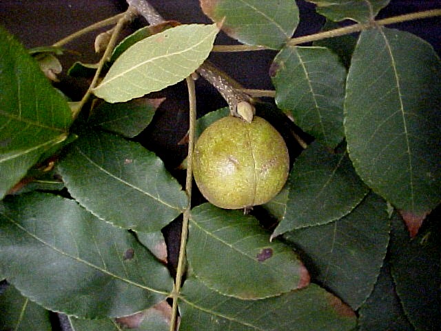 White Hickory fruiting branch